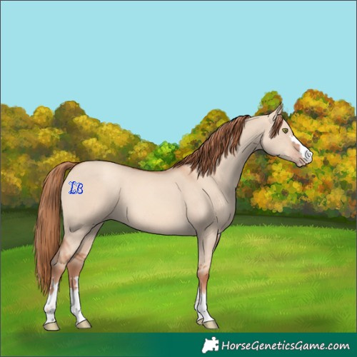 Horse Color:Gold Champagne Dun