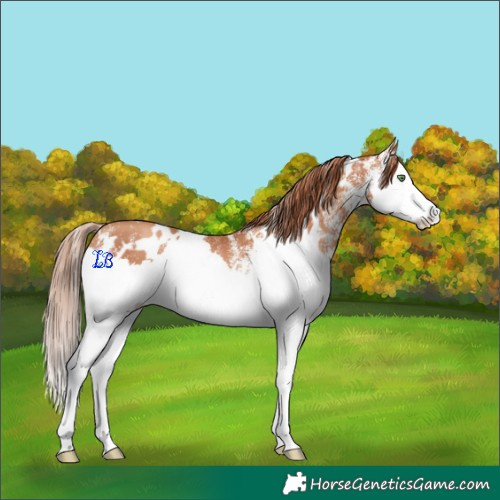 Horse Color:White Spotted Gold Champagne Splash