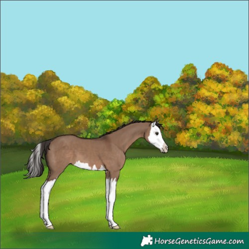 Horse Color:Liver Red Dun Splash