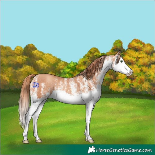 Horse Color:White Spotted Gold Champagne Splash 
