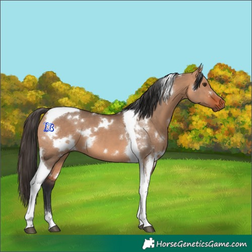 Horse Color:White Spotted Bay Dun Tobiano