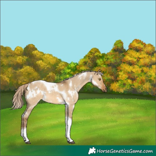 Horse Color:White Spotted Chocolate Palomino Dun Tobiano 