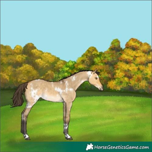 Horse Color:White Spotted Buckskin Dun