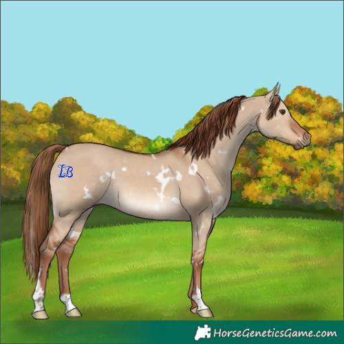 Horse Color:White Spotted Red Dun