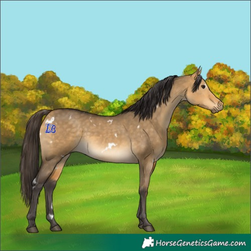 Horse Color:White Spotted Buckskin Dun 