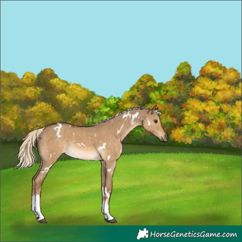 Horse Color:White Spotted Chocolate Palomino Dun Tobiano