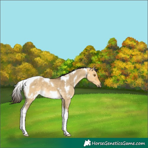 Horse Color:White Spotted Buckskin Dun Tobiano 