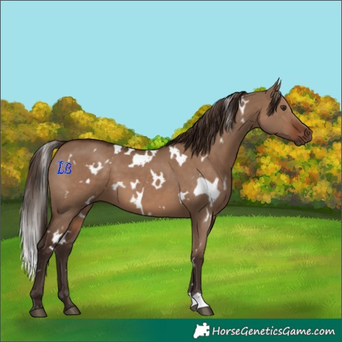 Horse Color:White Spotted Liver Red Dun