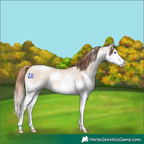 Horse Color:White Spotted Gold Champagne Dun Splash Tobiano 
