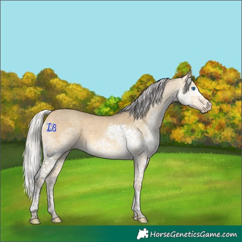 Horse Color:Silver Sable Cream Champagne Dun Splash Tobiano 