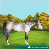 Horse Color:Gray Bay 