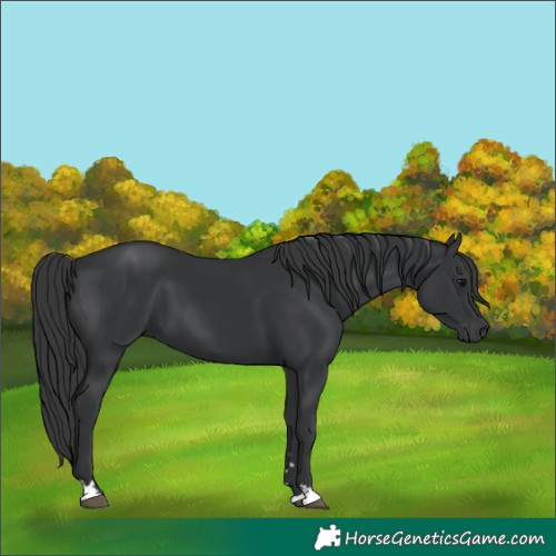 Horse Color:Black 