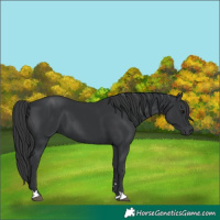 Horse Color:Black 