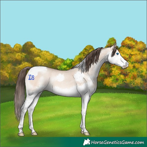 Horse Color:Amber Champagne Dun Splash Tobiano