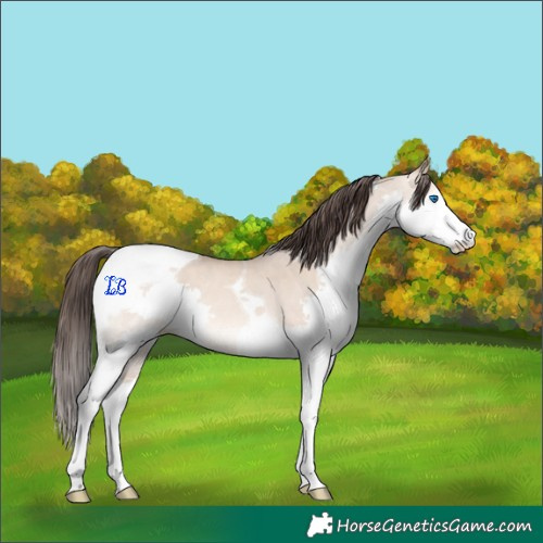 Horse Color:Amber Champagne Dun Splash Tobiano