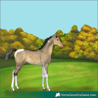 Horse Color:Buckskin Dun Tobiano Rabicano