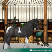 Horse Color:Smoky Black Tobiano 