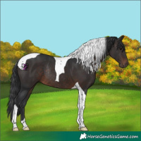 Horse Color:Brown Tobiano Rabicano