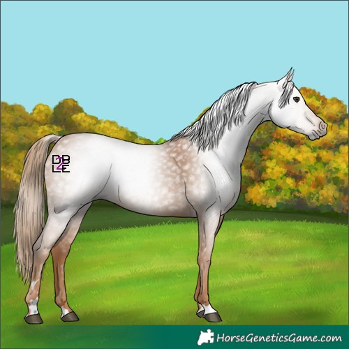 Horse Color:Gray Chestnut 