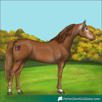 Horse Color:Gray Chestnut 