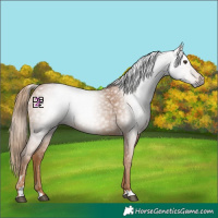 Horse Color:Gray Chestnut