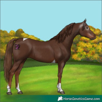 Horse Color:Gray Chestnut Tobiano 