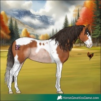 Horse Color:Bay Splash Tobiano Appaloosa 