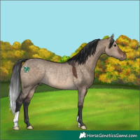 Horse Color:Brown Dun Rabicano 