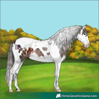 Horse Color:Brown Splash Tobiano Appaloosa 