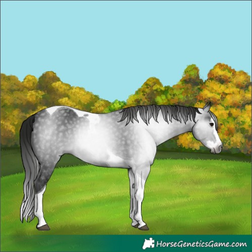Horse Color:Gray Black Splash Tobiano 