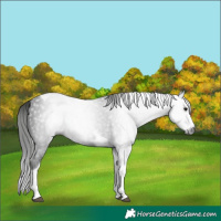 Horse Color:Gray Black Splash Tobiano 