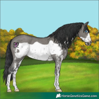 Horse Color:Grullo Sabino Frame 