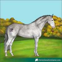 Horse Color:White Spotted Grullo Splash Rabicano