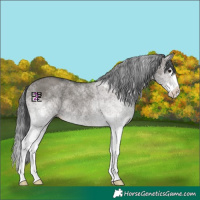 Horse Color:White Spotted Grullo Splash Rabicano