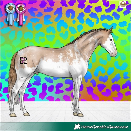 Horse Color:Black Pearl Sabino Splash 