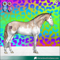 Horse Color:Black Pearl Sabino Splash