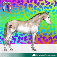 Horse Color:Black Pearl Sabino Splash