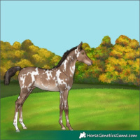 Horse Color:White Spotted Liver Red Dun Rabicano 
