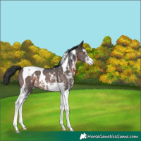 Horse Color:Brown Sabino Tobiano 