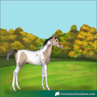 Horse Color:Bay Dun Tobiano Rabicano 
