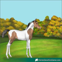 Horse Color:Bay Dun Tobiano 