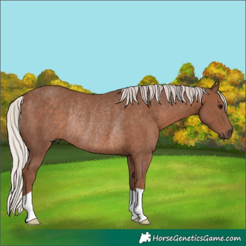 Horse Color:Silver Black Rabicano 