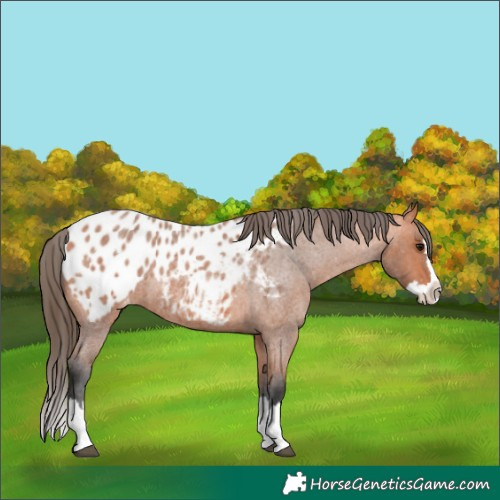 Horse Color:Bay Roan Splash Appaloosa 