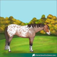 Horse Color:Bay Roan Splash Blanket