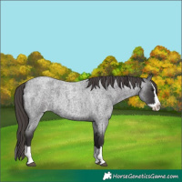 Horse Color:Smoky Blue Roan Splash Appaloosa