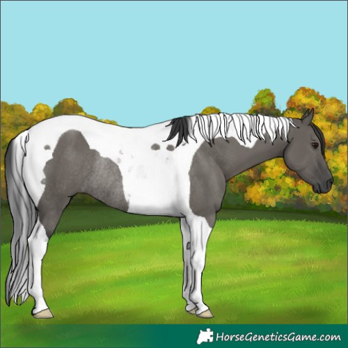 Horse Color:Grullo Tobiano Rabicano