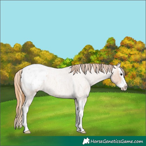 Horse Color:Red Roan Splash Appaloosa 