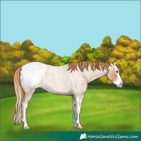 Horse Color:Red Roan Splash Blanket
