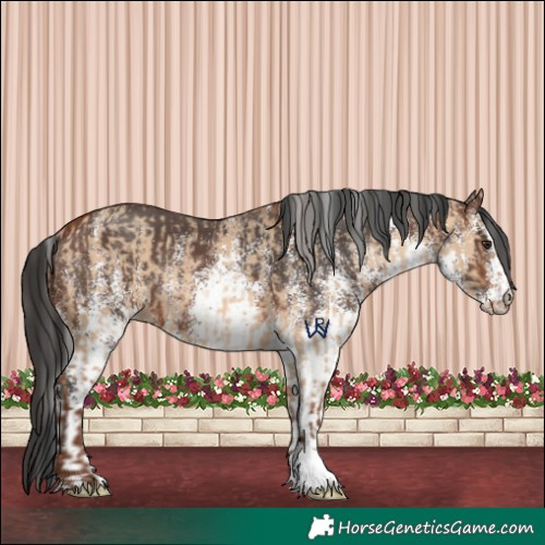 Horse Color:Silver Bay Dun Rabicano and White Spotted Brown Rabicano