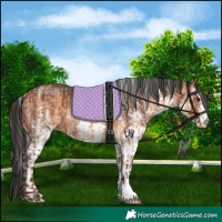 Horse Color:Silver Bay Dun Rabicano  and White Spotted Brown Rabicano 